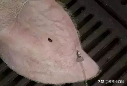 猪的注射方式和注意事项,猪疫苗注射的正确部位和方法图