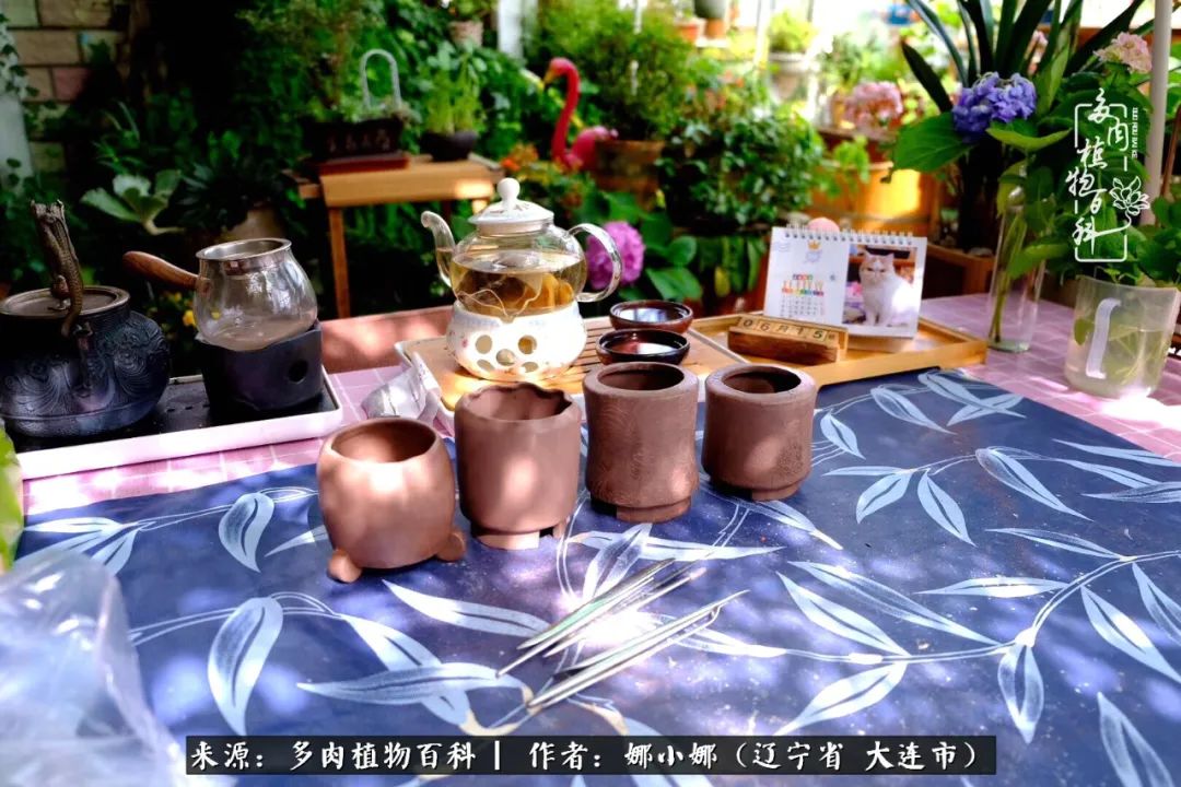 你是盆我是花，你护我周全，我为你绽放