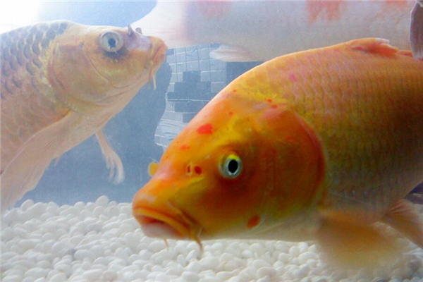 如何养殖锦鲤小鱼苗,川江锦鲤养殖