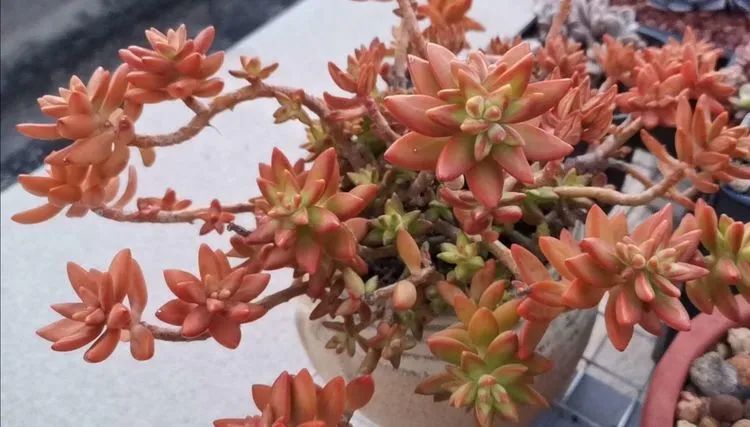 养多肉植物修身养性,多肉的习性和日常养护方法