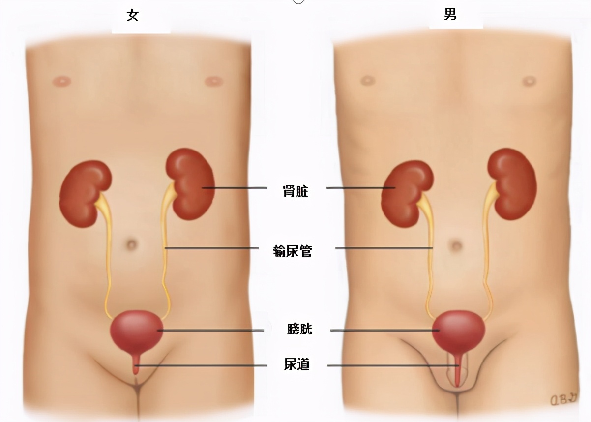 儿童尿路感染最主要的原因是,儿童尿路感染是什么引起的