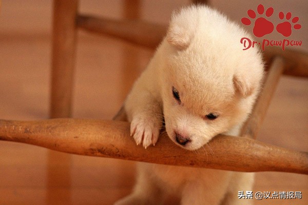 如何解决狗狗爱扑人的坏习惯,什么办法可以改善狗爱咬手