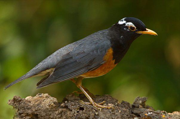 东江揽胜,惠州淡水常见鸟类图谱