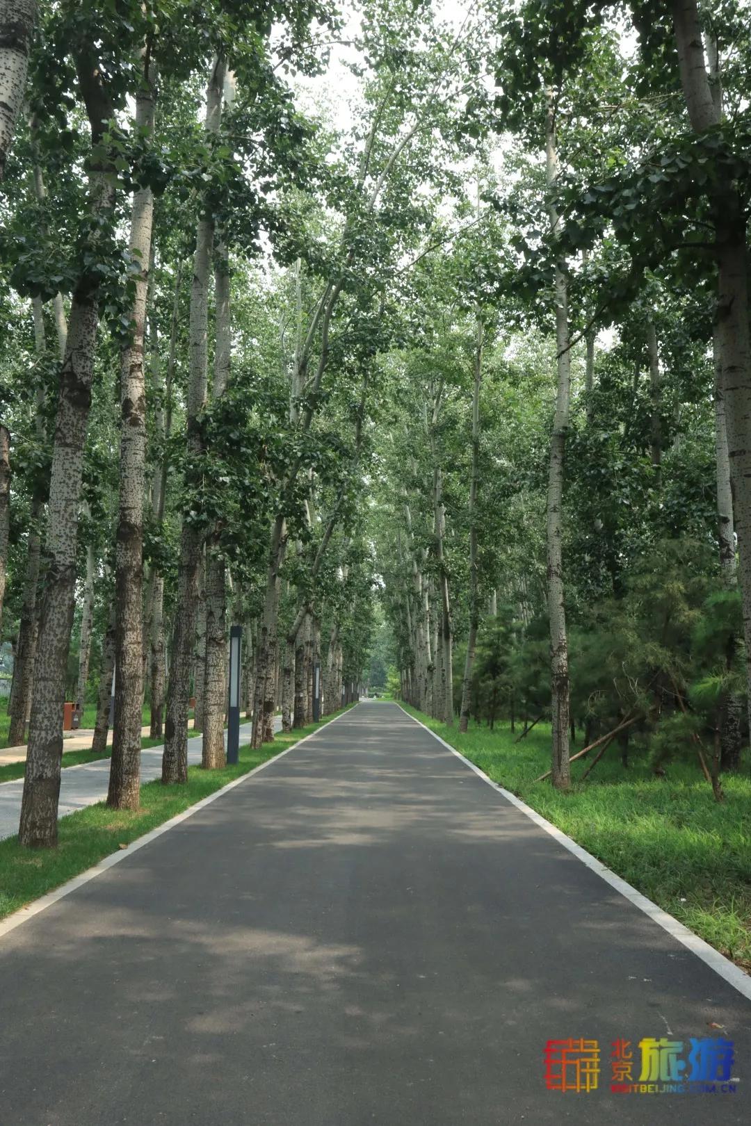 免费！市区就有“小森林”，花海芳香扑鼻！还有美好的祝福送给你
