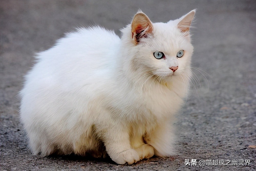 10岁的铲屎官和1岁的猫主子的日常,猫娃子的铲屎官