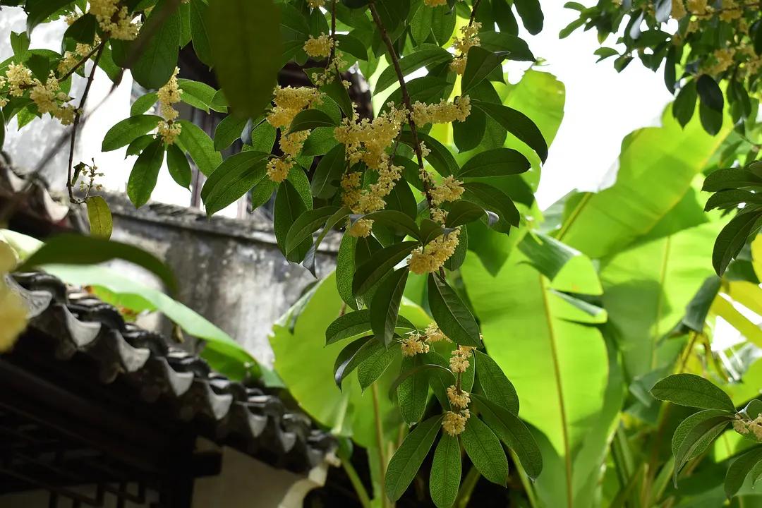 苏州城东北隅的赏桂佳处——耦园