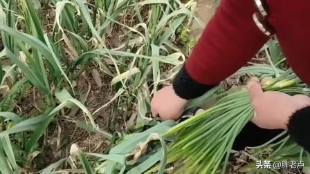 蒜薹坐了过山车，10天从5元跌到4毛，农民蹲地头直犯愁，菜贱伤农