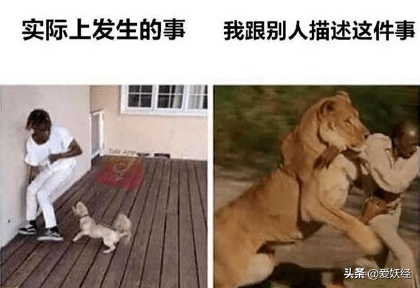 免疫粮猫粮是什么,佩玛思特黑金狗粮吃了红下巴