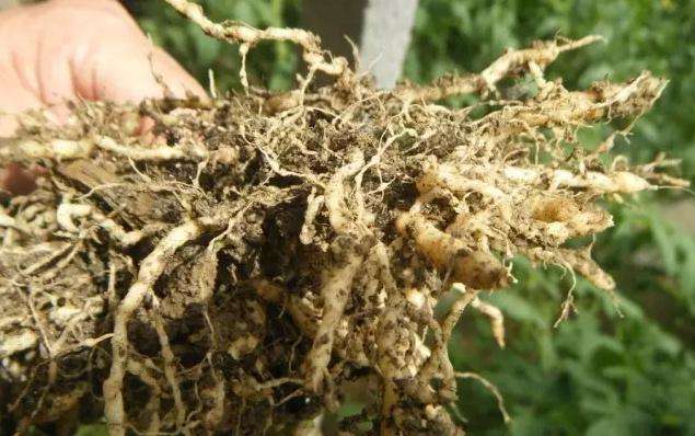 根结线虫防治有哪些农药,根结线虫防治药剂有哪些