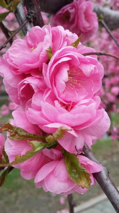 哪些植物适合碱性土养,喜碱性土的花卉有哪些