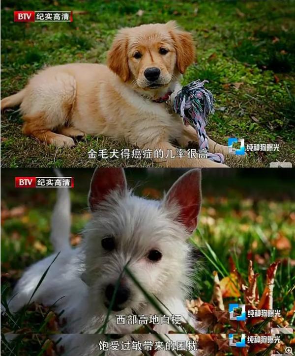 纯种狗狗的缺陷有哪些,各种品种狗狗的基因缺陷