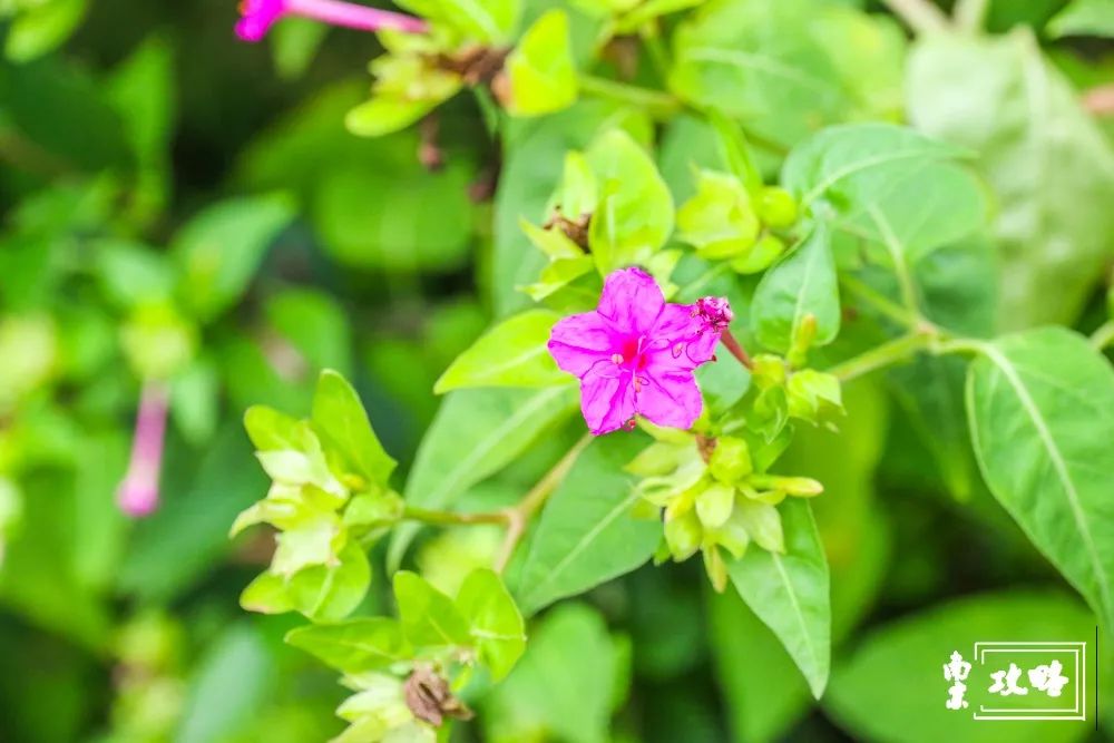 燕子矶公园讲解,燕子矶公园在哪里啊