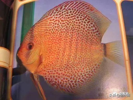 七彩神仙品系图谱,七彩神仙全系品种介绍