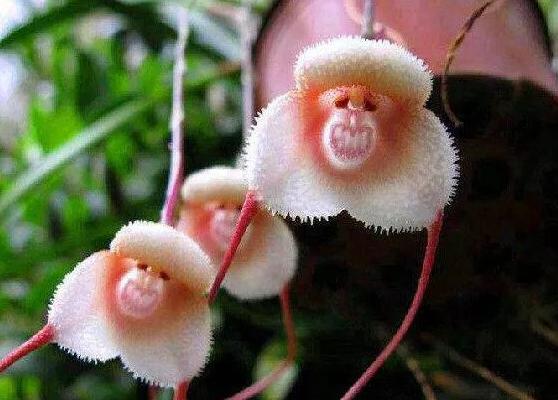 适合吸甲醛的盆栽花有哪些,吸甲醛最好的10种无毒花