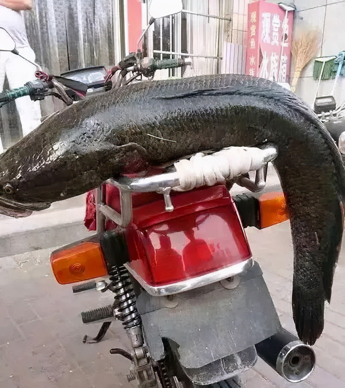 浙江一男子钓鱼差点被鱼拉下水,男子钓鱼被鱼咬后续