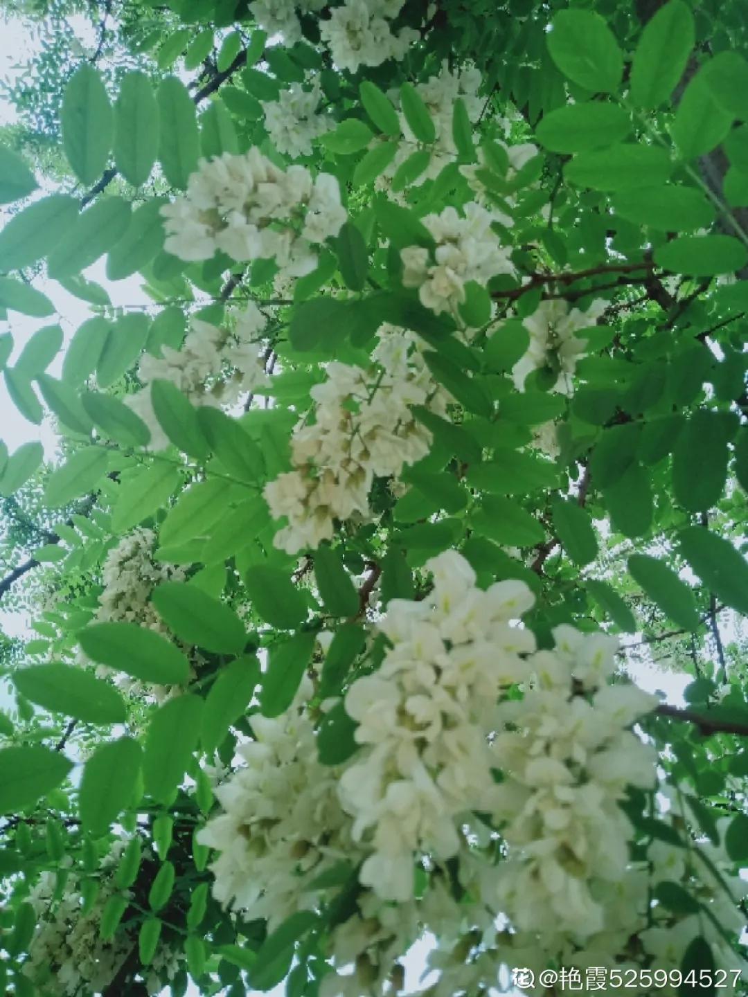 春天开的花有哪些常见又漂亮,十大名花在春天开的有哪些