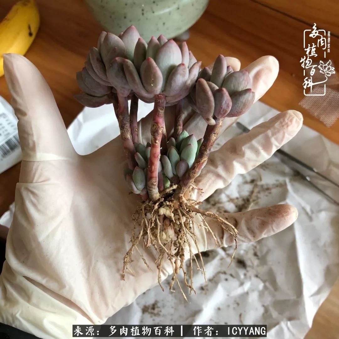 室内阳台多肉的养护方法,景天多肉养护