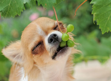 狗狗吃水果可以减少泪痕吗,狗狗吃水果保持健康