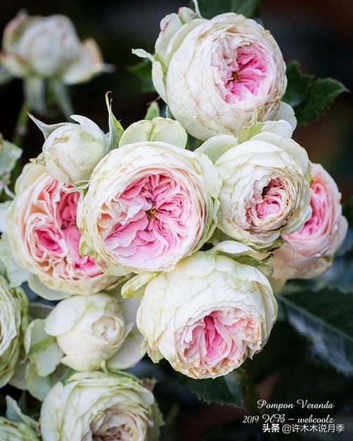 抗性强无刺月季蔷薇品种有哪些,抗性好的切花月季推荐