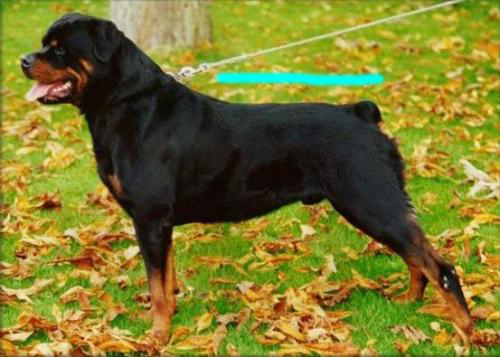 如何看出罗威纳犬是不是纯种 (罗威纳长嘴立耳是纯种的犬吗)