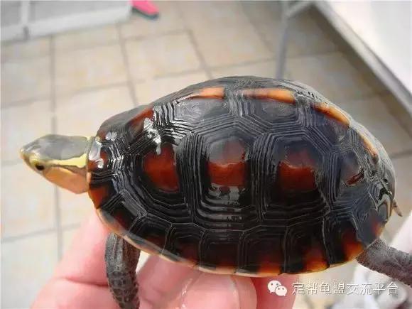 黄缘龟怕湿吗,黄缘龟和什么龟一起养