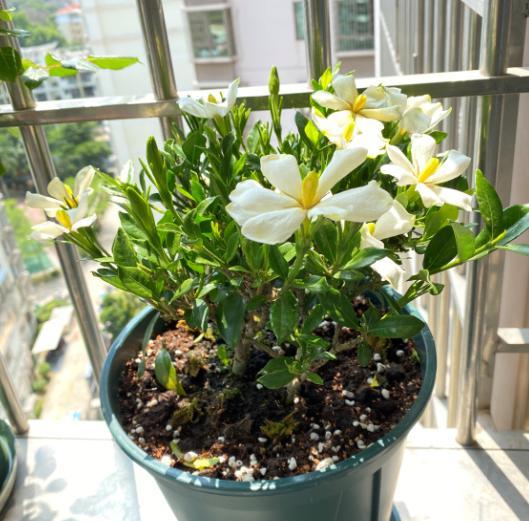 栀子花黄叶原因判断方法,栀子花从下面出现黄叶应怎样处理