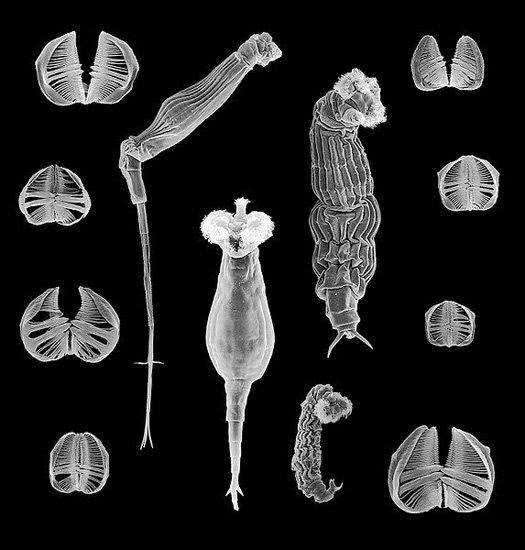 为什么地球上大部分生物都是有性繁殖的，无性繁殖为什么很少？