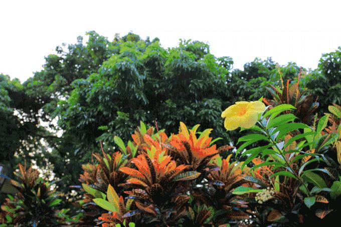 深圳自驾八大必去免费景点,深圳一日游必去十大网红景点