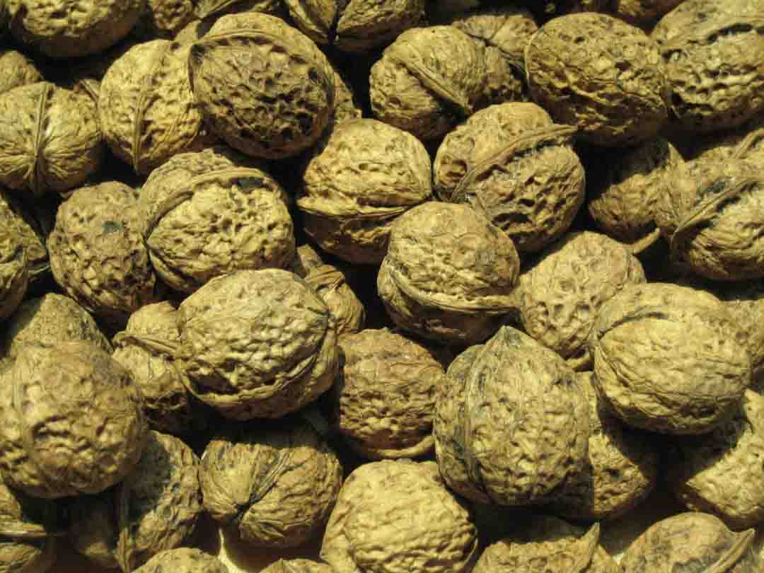 核桃真假的分辨,核桃好坏辨别