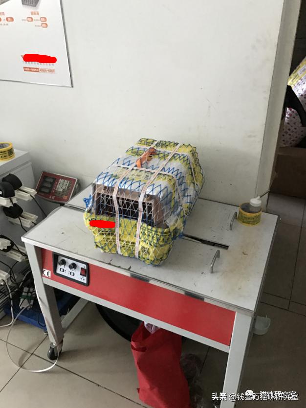 给大家介绍宠物托运的全过程,找托运宠物公司托运宠物注意什么