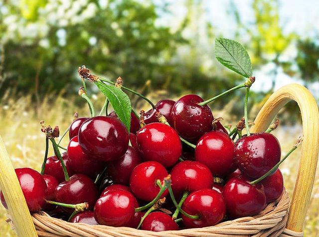 开封博爱网络樱桃节,博爱樱桃节是什么时候