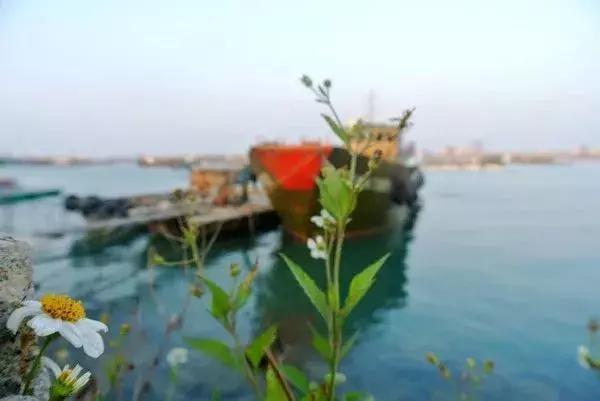 牛出天际！深圳人终于可以买岛，走向人生巅峰不是梦！