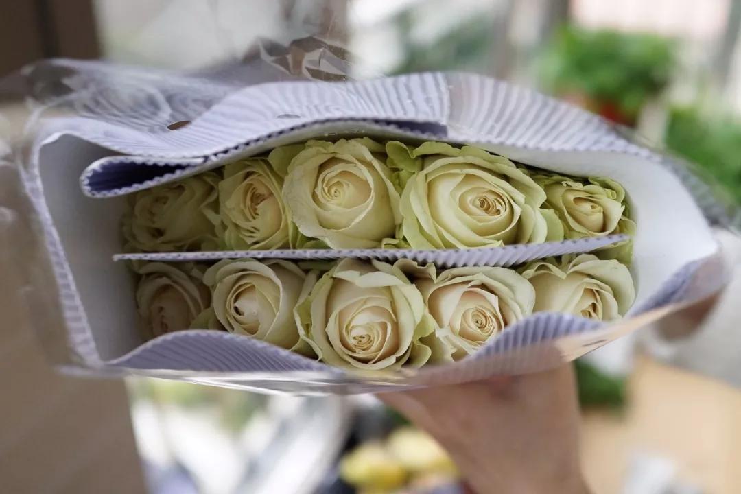 玫瑰养护教程文字,玫瑰养护技巧与方法