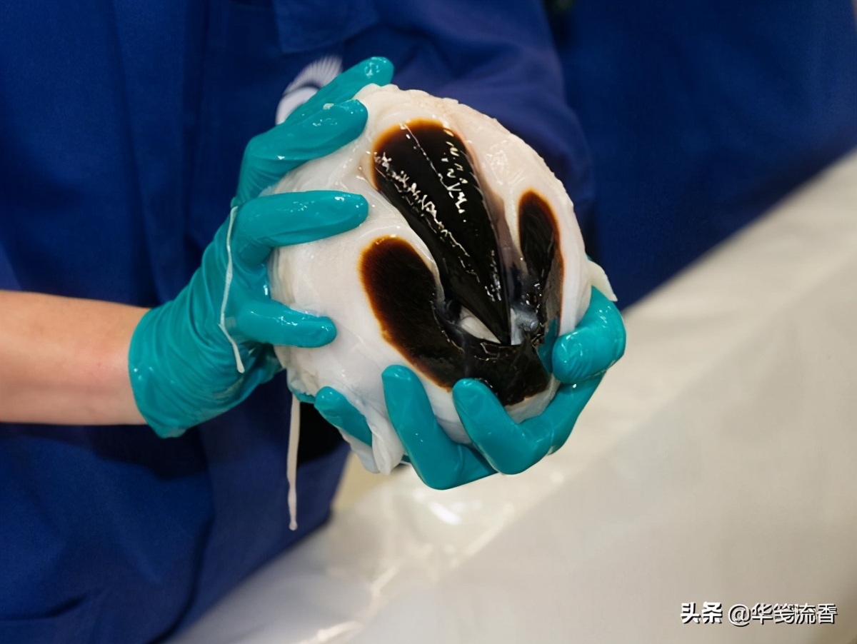 抹香鲸和长臂乌贼,抹香鲸跟巨型乌贼