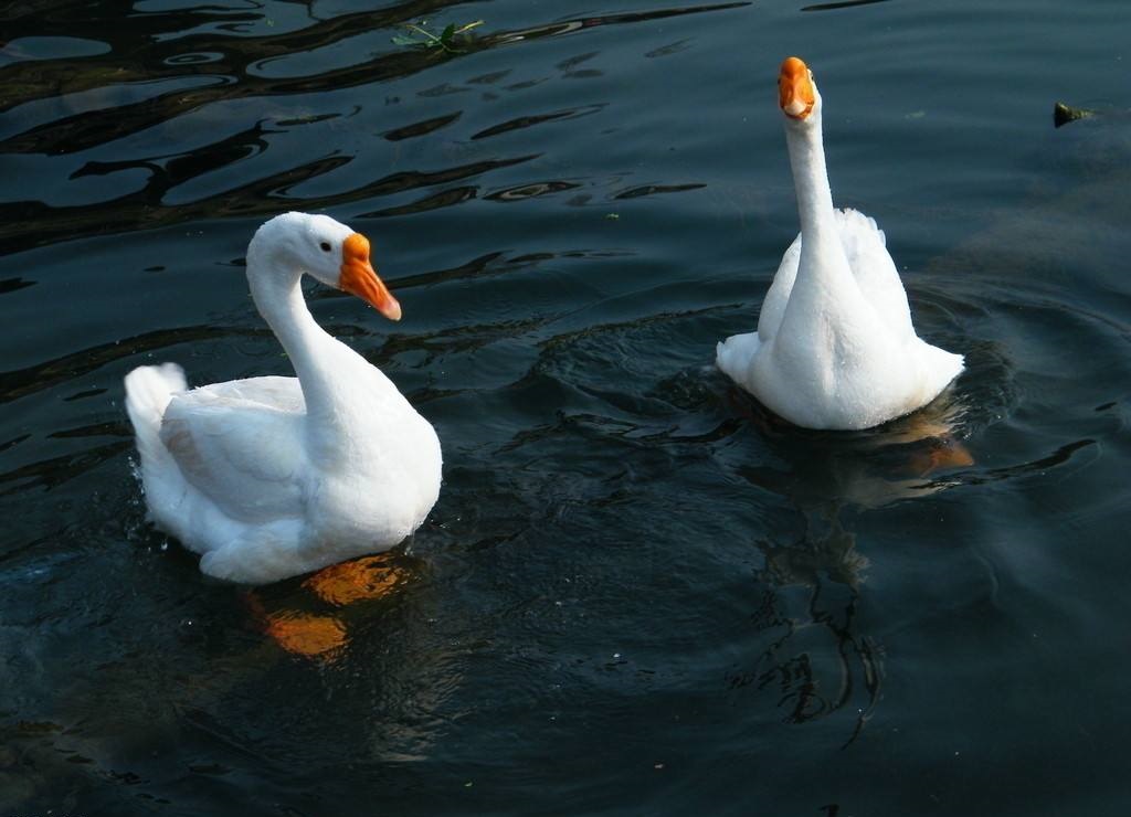 骆宾王写诗讽刺武则天,骆宾王哪首诗触动武则天