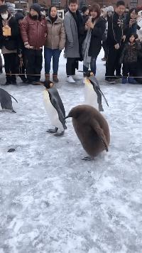 鎼炵瑧gif娈靛瓙濡瑰瓙浣犲お鐨簡,鎼炵瑧gif娈靛瓙濡瑰瓙鏈夌偣澶窐姘斾簡