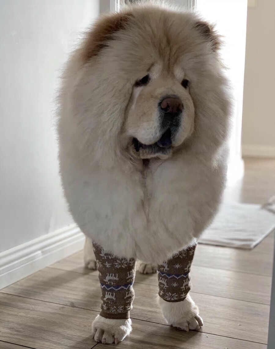 怎样正确饲养狗狗,如何科学饲养狗狗