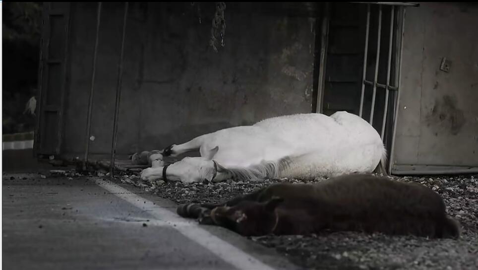 一人一马，车太贤倾情演绎跌倒的人生如何再爬起来