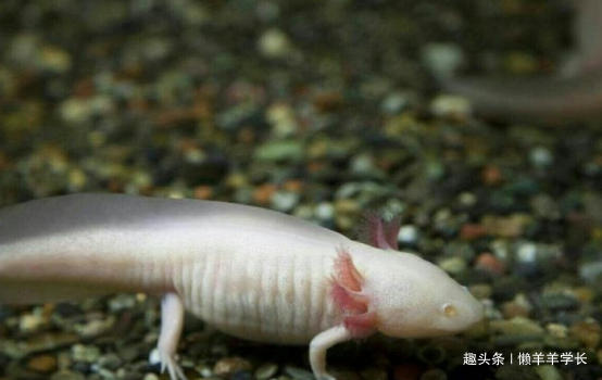 五种杀不死的动物,四大杀人不死的动物