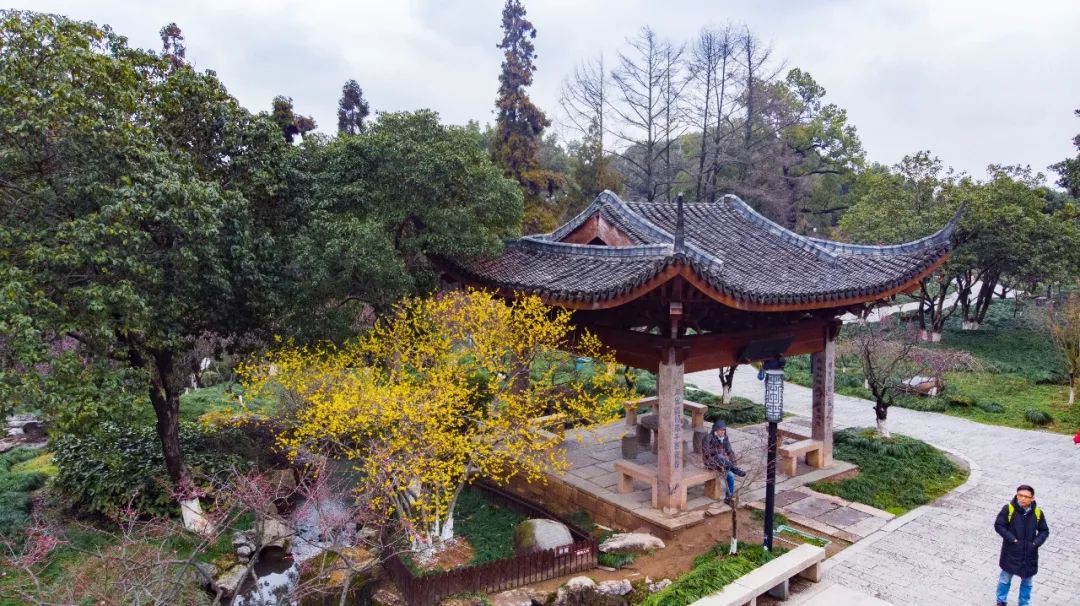 杭州孤山梅园图片,杭州赏梅园