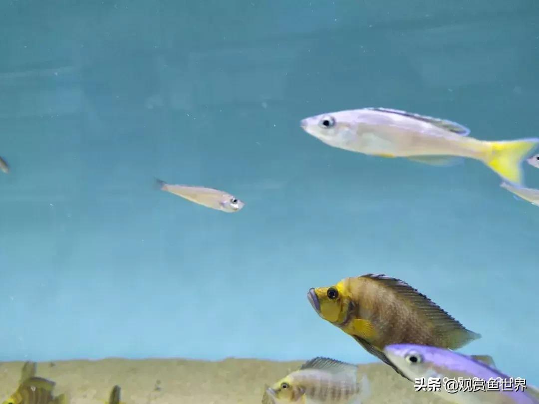 梦想的三湖世界持续建设中……方位:中国天津