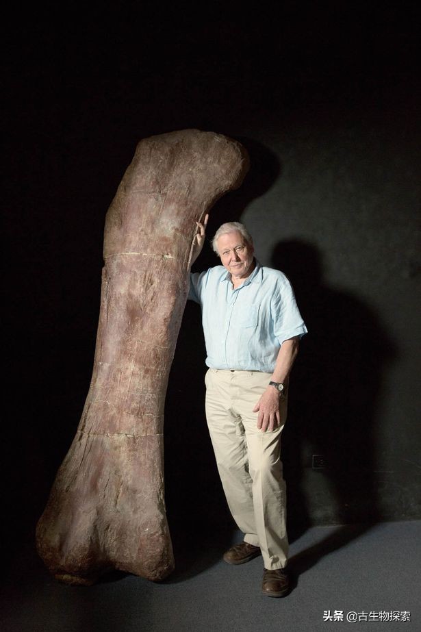 各种蜥脚类恐龙体型大小,蜥脚类恐龙大小比较图