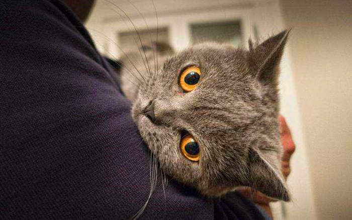 铲屎官错误抱猫被排斥，学会三种正确姿势，主人不再担心被抓伤！