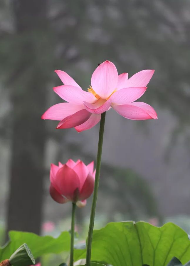 相逢在藕花深处的诗句,藕花深处等一场相逢