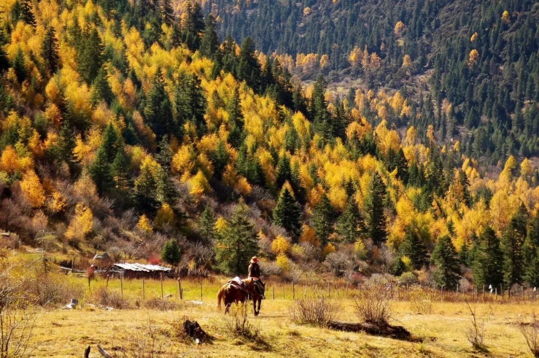 丁真和四川什么关系,丁真背后是谁