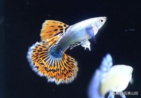 什么情况下给孔雀鱼剪尾巴,孔雀鱼剪尾以后如何养护