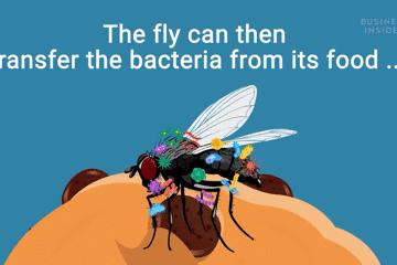苍蝇爬到吃的食物上会怎样,苍蝇会爬到哪些食物上