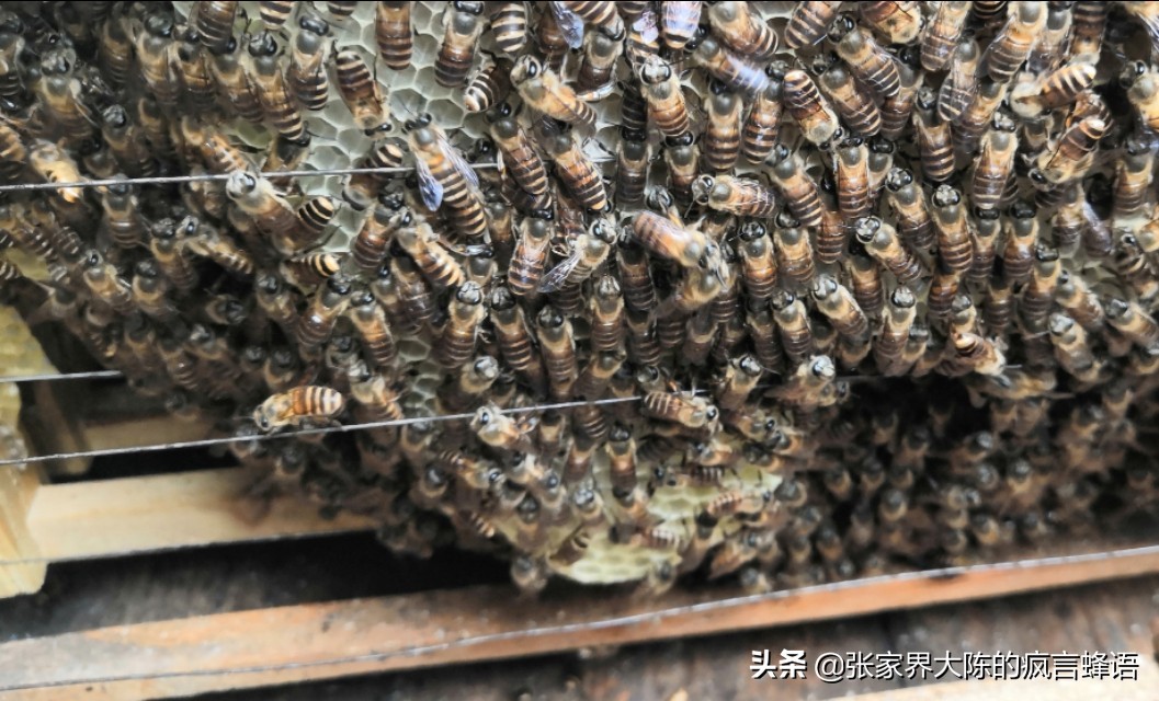 意蜂盗中蜂为什么中蜂不抵抗,中蜂养殖经常死蜂怎么办