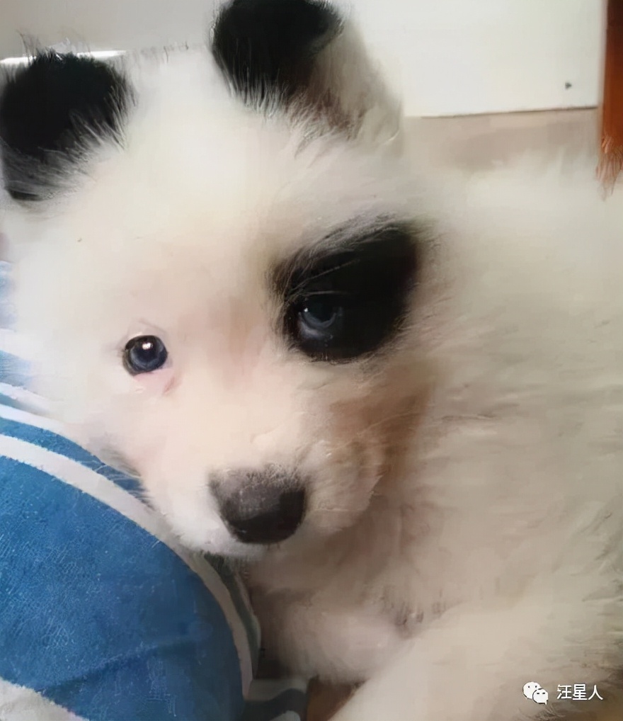 哈士奇和萨摩结合,生下了只超丑的宝宝,可没想到长大后这么飒