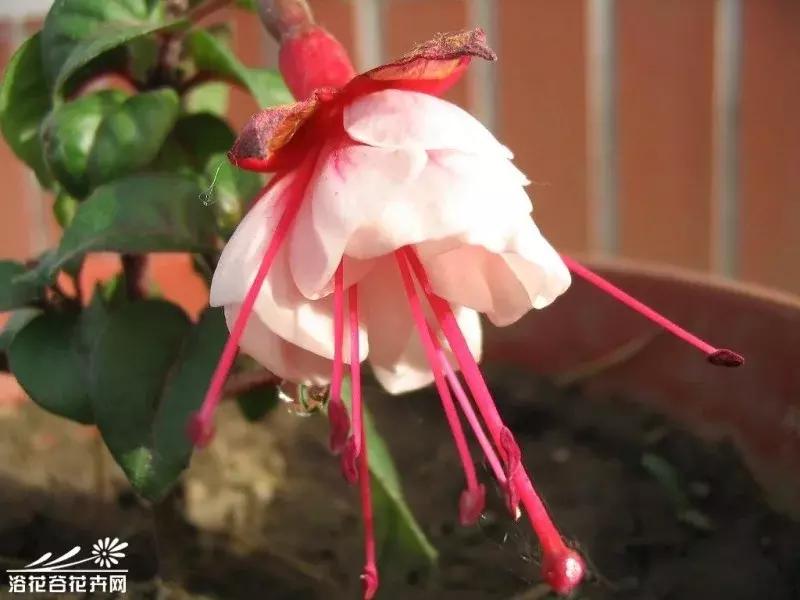 惊艳倒挂金钟,惊艳倒挂金钟图片